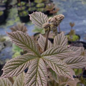 Rodgersia pinnata 'Elegans' ---